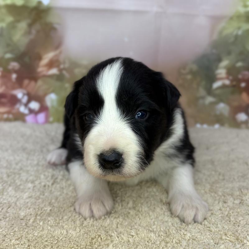 販売中の千葉県のボーダーコリー-438809の4枚目