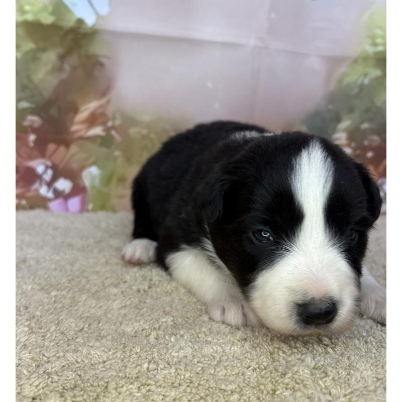 販売中の千葉県のボーダーコリー-438809の3枚目