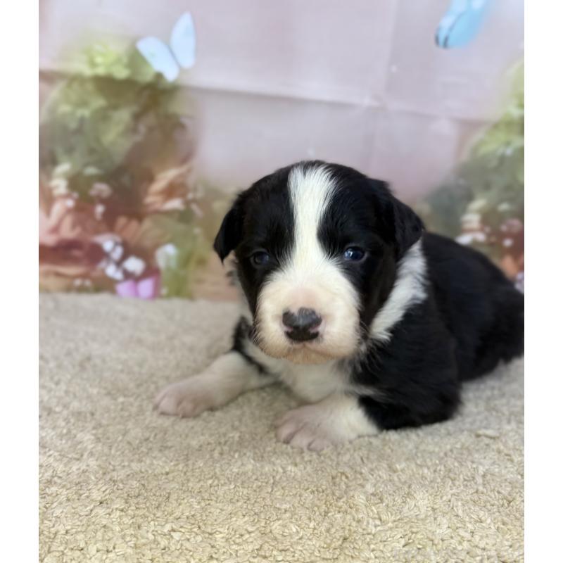 販売中の千葉県のボーダーコリー-438811の5枚目