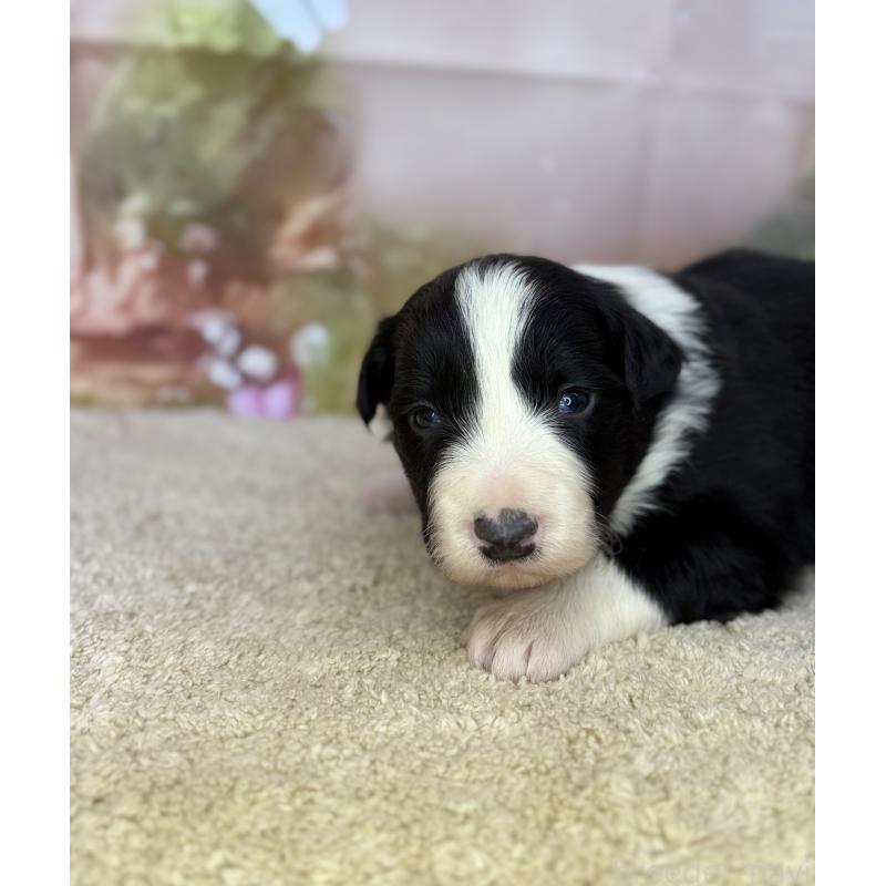 販売中の千葉県のボーダーコリー-438811の4枚目