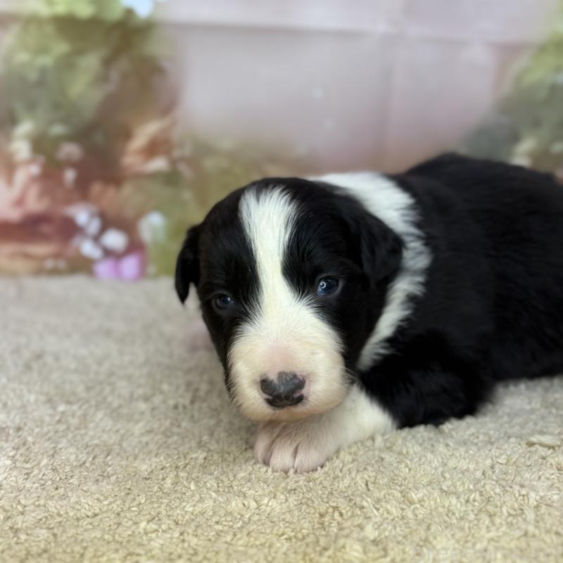 販売中の千葉県のボーダーコリー-438811の3枚目