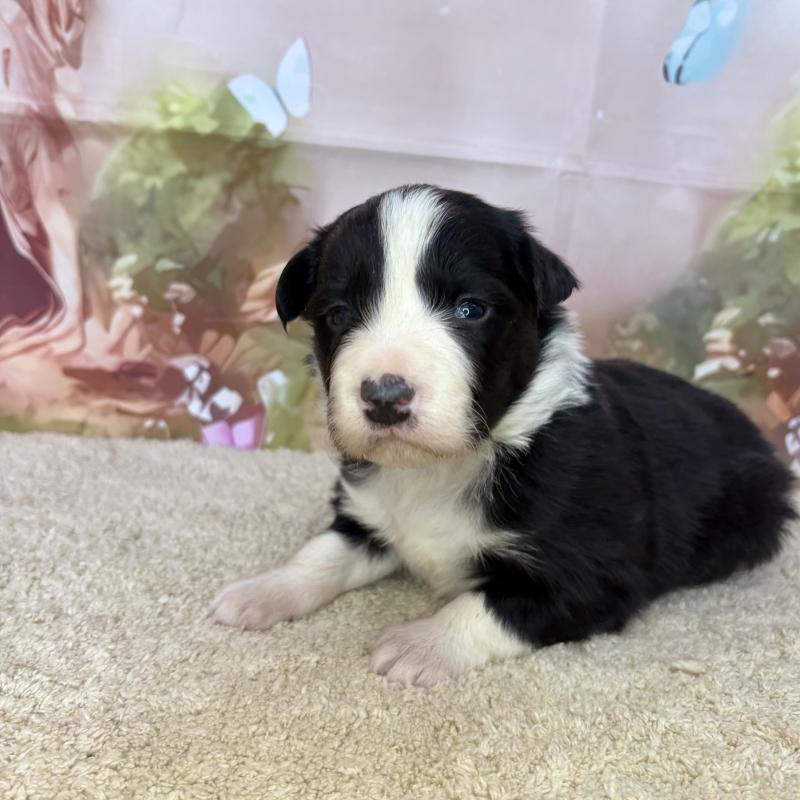 販売中の千葉県のボーダーコリー-438811の2枚目