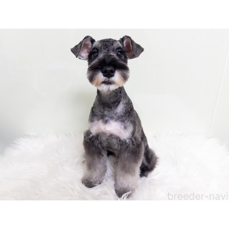 販売中の神奈川県のミニチュアシュナウザー-413943の4枚目