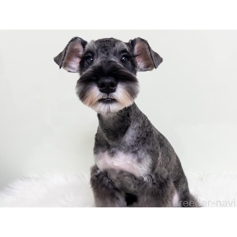 販売中の神奈川県のミニチュアシュナウザー-413943の3枚目