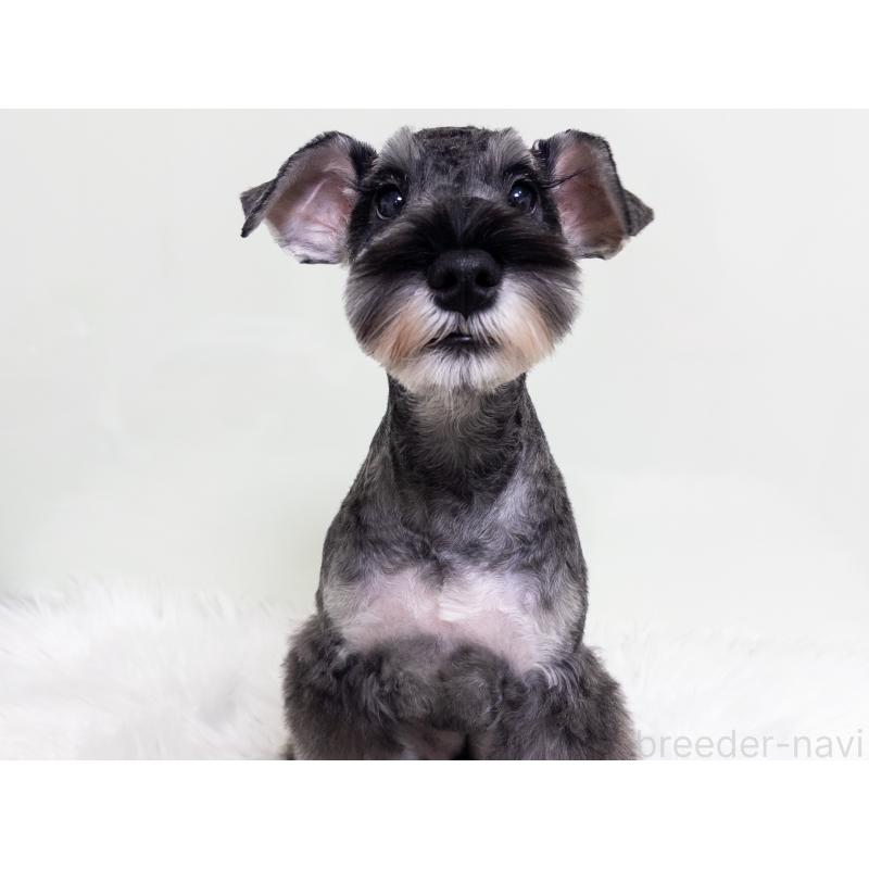 販売中の神奈川県のミニチュアシュナウザー-413943の2枚目