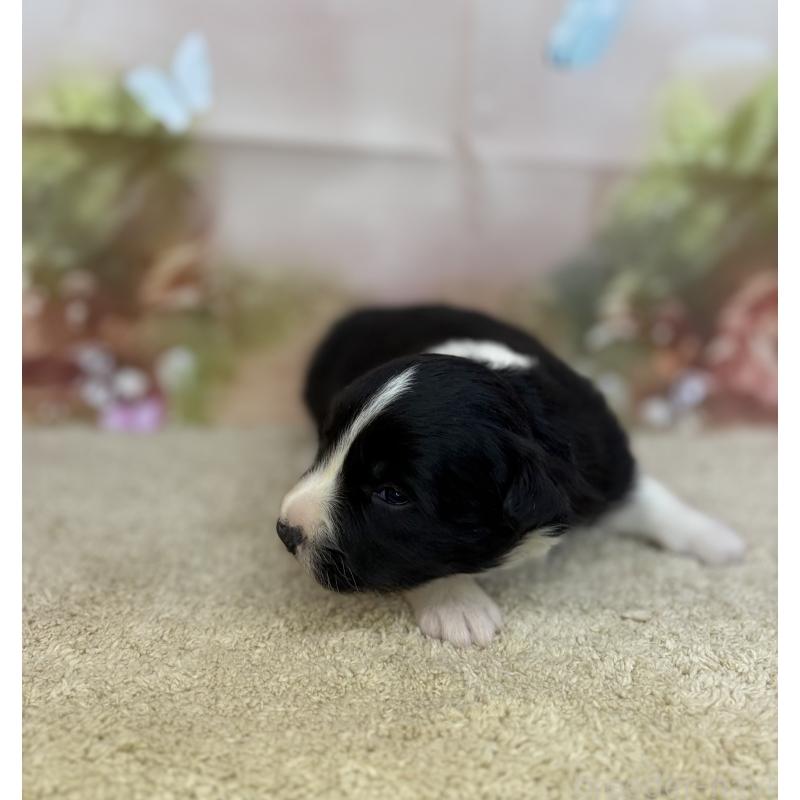 販売中の千葉県のボーダーコリー-438813の5枚目