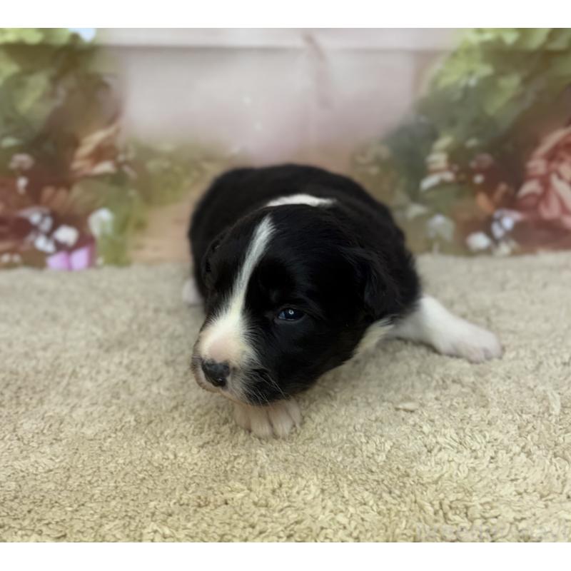 販売中の千葉県のボーダーコリー-438813の4枚目