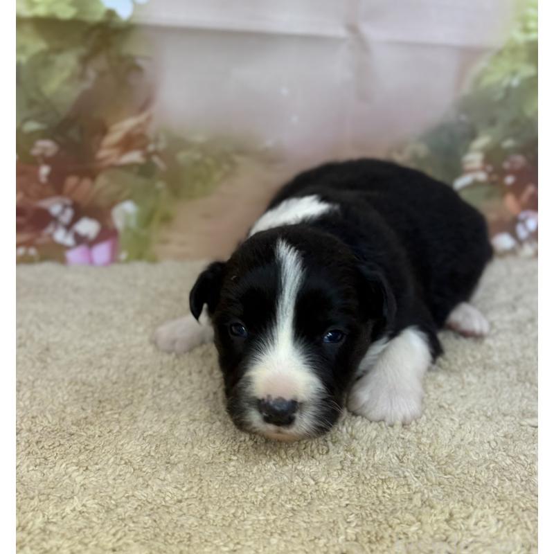 販売中の千葉県のボーダーコリー-438813の3枚目