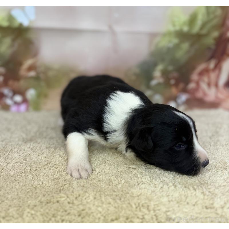 販売中の千葉県のボーダーコリー-438813の2枚目