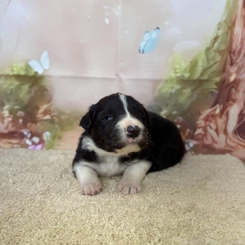 販売中の千葉県のボーダーコリー-438814の6枚目