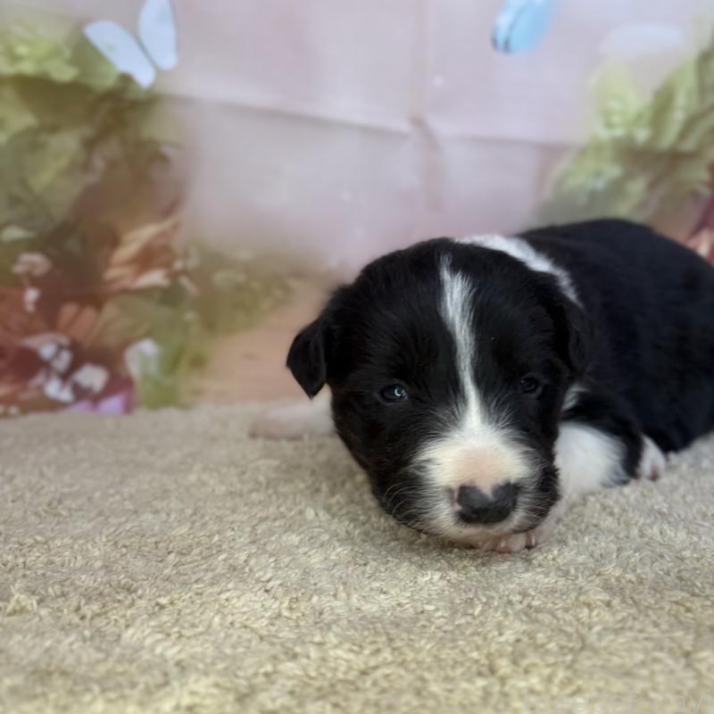 販売中の千葉県のボーダーコリー-438814の5枚目