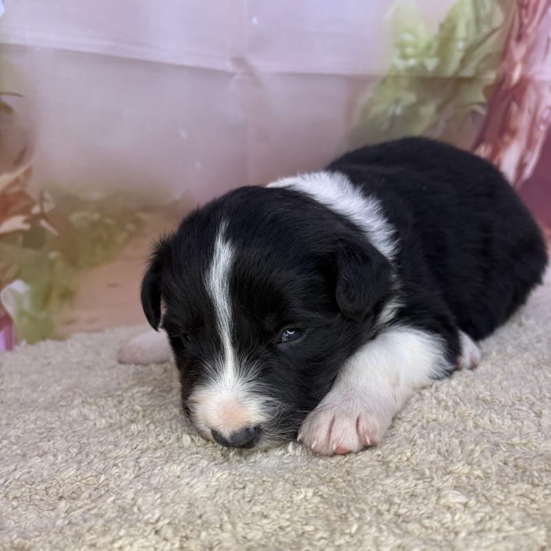 販売中の千葉県のボーダーコリー-438814の4枚目