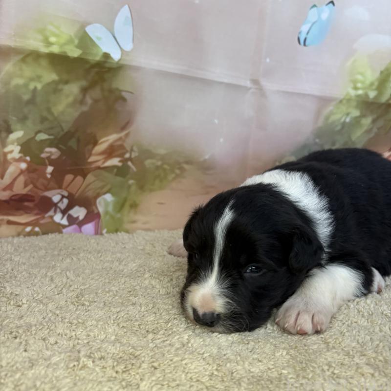 販売中の千葉県のボーダーコリー-438814の3枚目