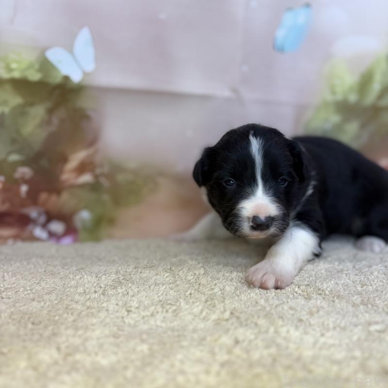 販売中の千葉県のボーダーコリー-438814の2枚目