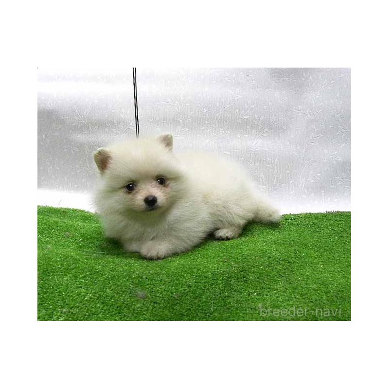 販売中の群馬県のポメラニアン-429544の5枚目