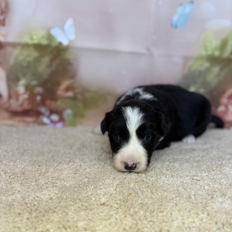 販売中の千葉県のボーダーコリー-438815の8枚目