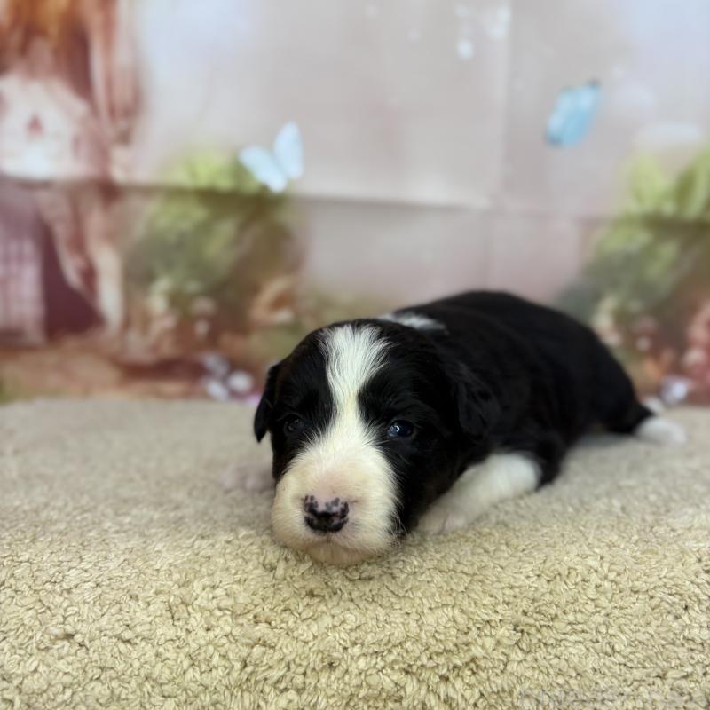 販売中の千葉県のボーダーコリー-438815の7枚目