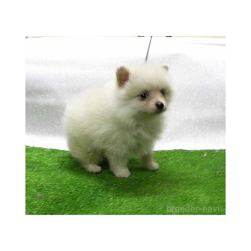 販売中の群馬県のポメラニアン-429544の4枚目