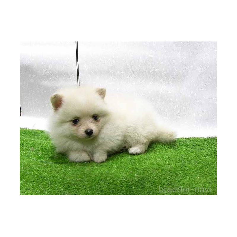 販売中の群馬県のポメラニアン-429544の3枚目