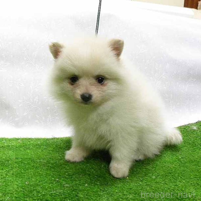 販売中の群馬県のポメラニアン-429544の2枚目