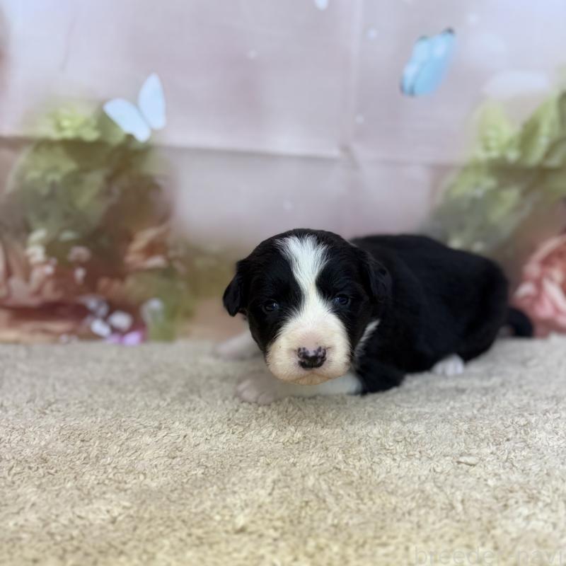 販売中の千葉県のボーダーコリー-438815の6枚目