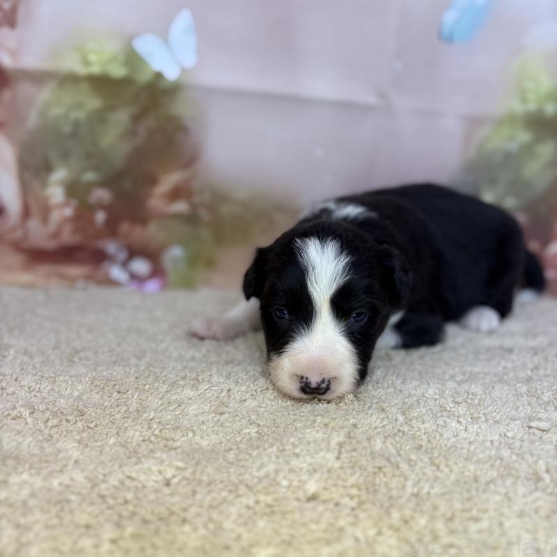 販売中の千葉県のボーダーコリー-438815の3枚目