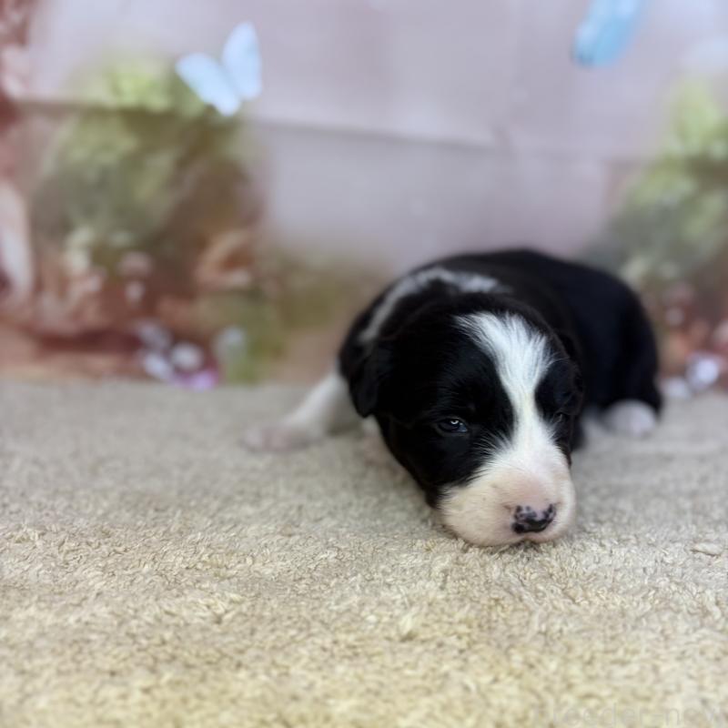 販売中の千葉県のボーダーコリー-438815の2枚目