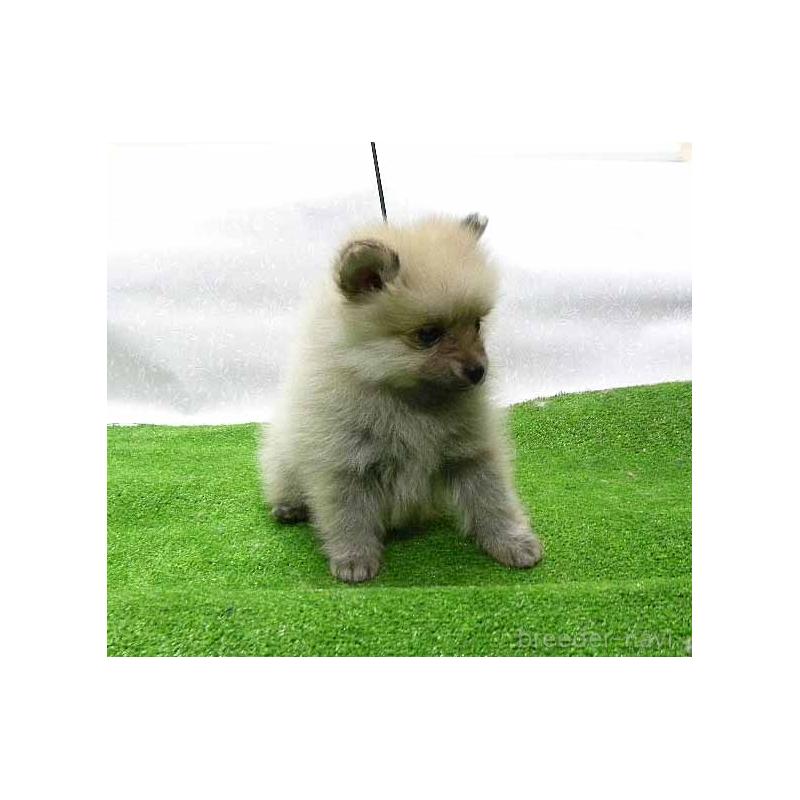 販売中の群馬県のポメラニアン-438816の6枚目