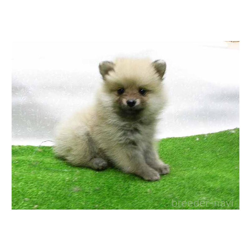 販売中の群馬県のポメラニアン-438816の5枚目