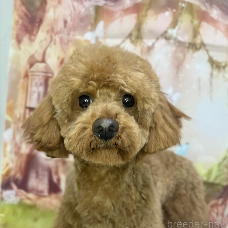 販売中の千葉県のトイプードル-358567