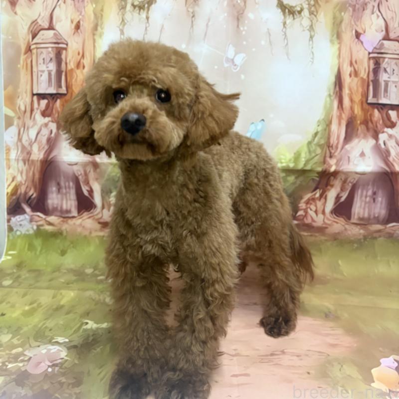 販売中の千葉県のトイプードル-358567の3枚目