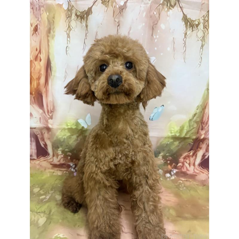 販売中の千葉県のトイプードル-358567の2枚目