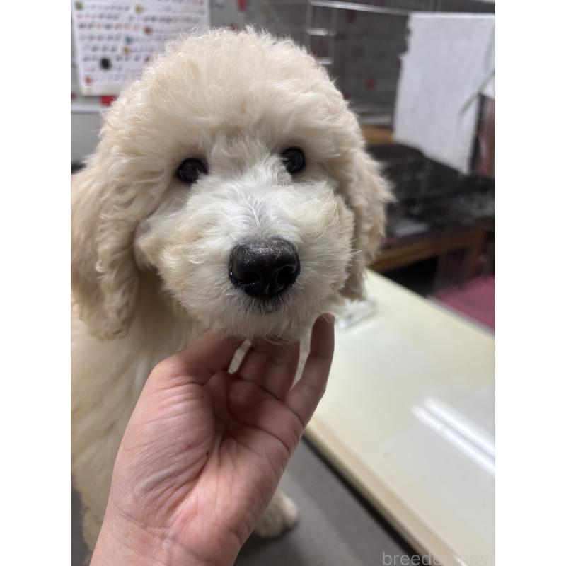 成約済の福岡県のスタンダードプードル-438629の6枚目