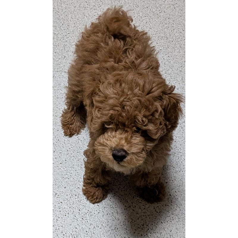 販売中の新潟県のタイニープードル-431315の4枚目