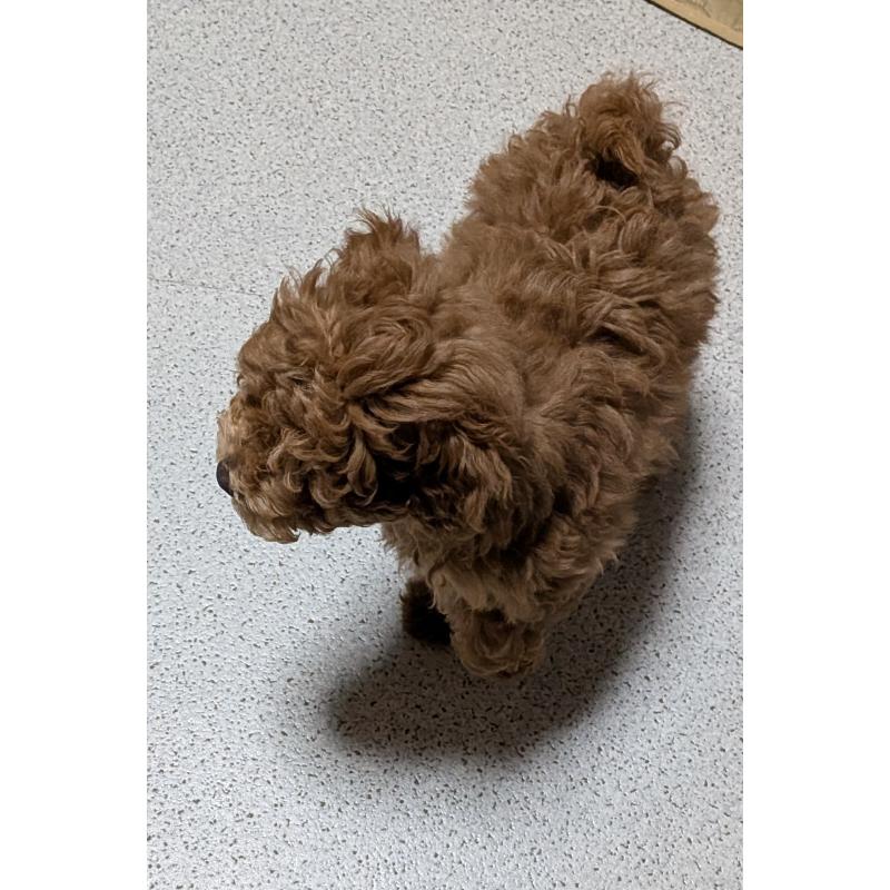 販売中の新潟県のタイニープードル-431315の3枚目