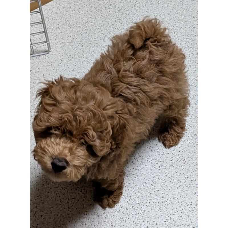 販売中の新潟県のタイニープードル-431315の2枚目