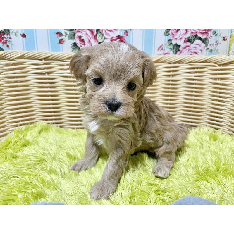 販売中の秋田県のマルプー:マルチーズ×トイプードル-439356の10枚目