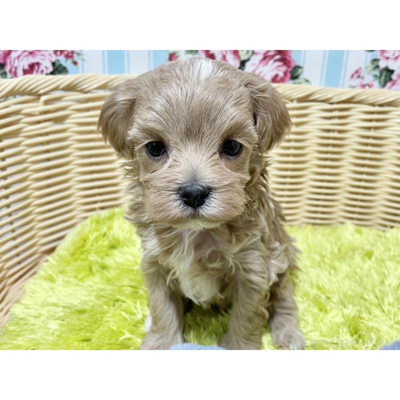 販売中の秋田県のマルプー:マルチーズ×トイプードル-439356の8枚目