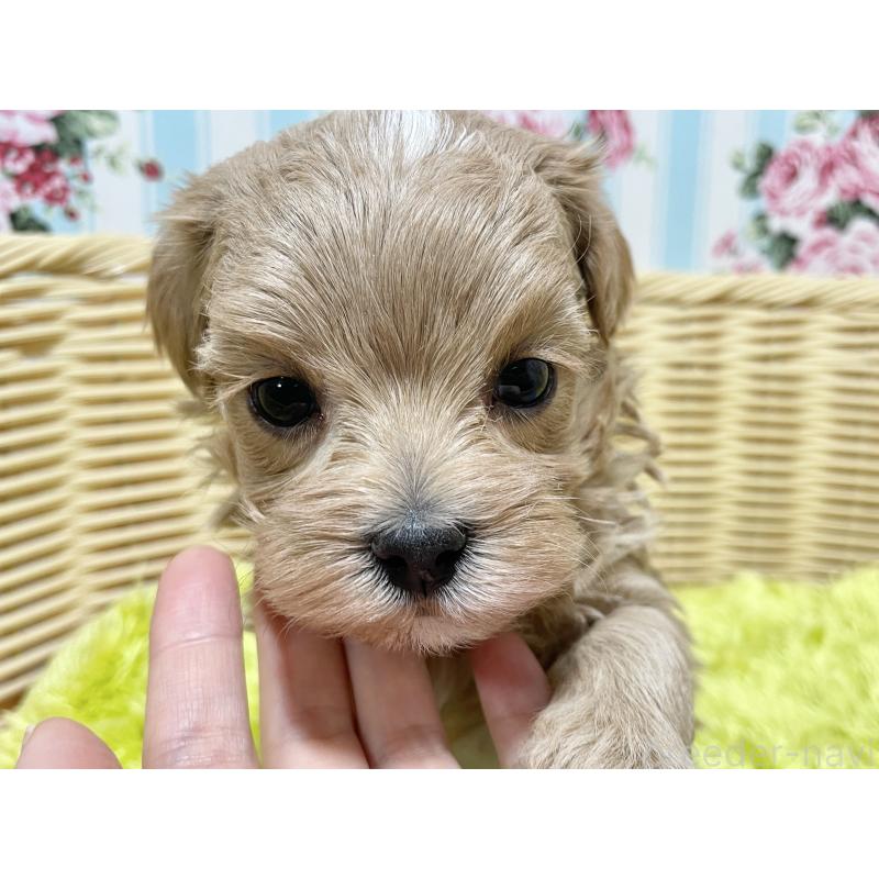 販売中の秋田県のマルプー:マルチーズ×トイプードル-439356の7枚目