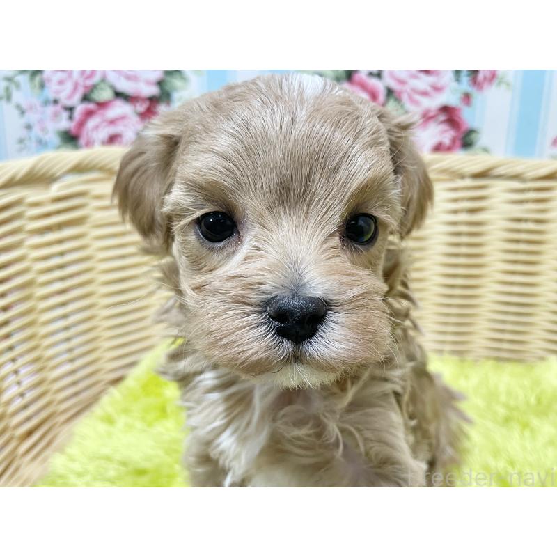販売中の秋田県のマルプー:マルチーズ×トイプードル-439356の6枚目