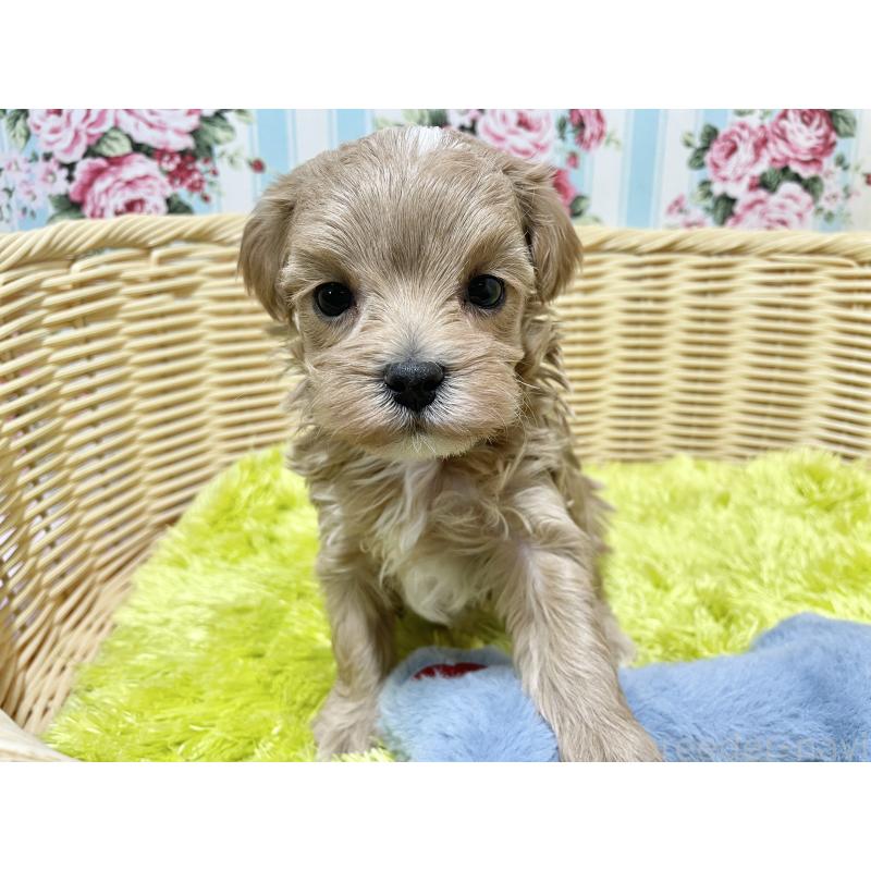 販売中の秋田県のマルプー:マルチーズ×トイプードル-439356の5枚目