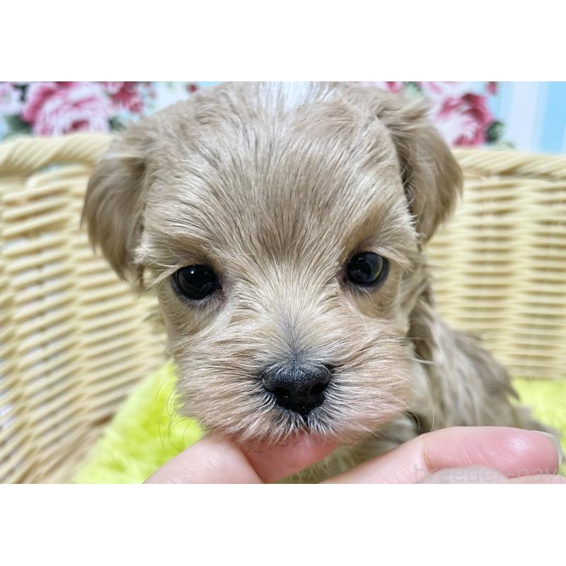 販売中の秋田県のマルプー:マルチーズ×トイプードル-439356
