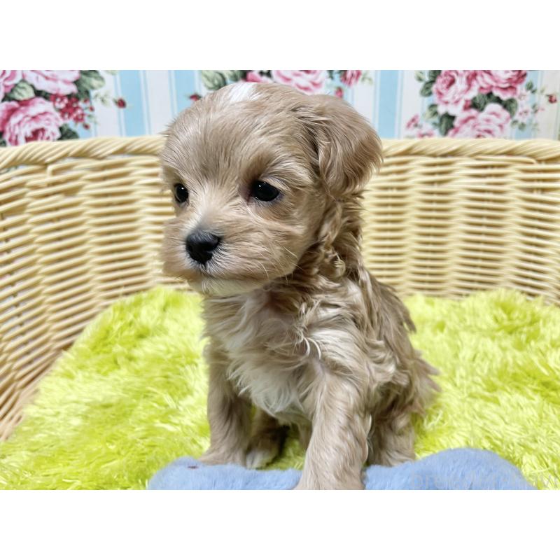 販売中の秋田県のマルプー:マルチーズ×トイプードル-439356の4枚目