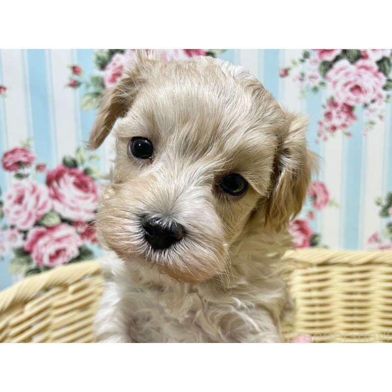 販売中の秋田県のマルプー:マルチーズ×トイプードル-439355の8枚目