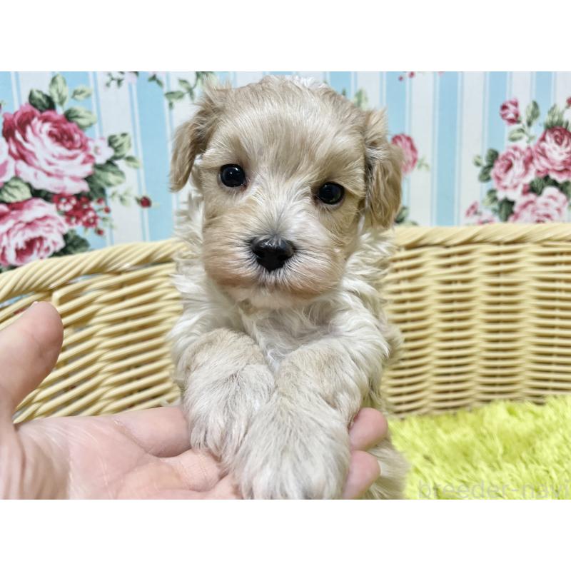 販売中の秋田県のマルプー:マルチーズ×トイプードル-439355の6枚目