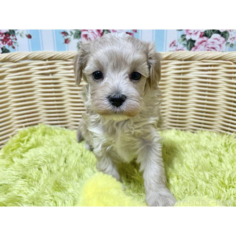 販売中の秋田県のマルプー:マルチーズ×トイプードル-439355の5枚目