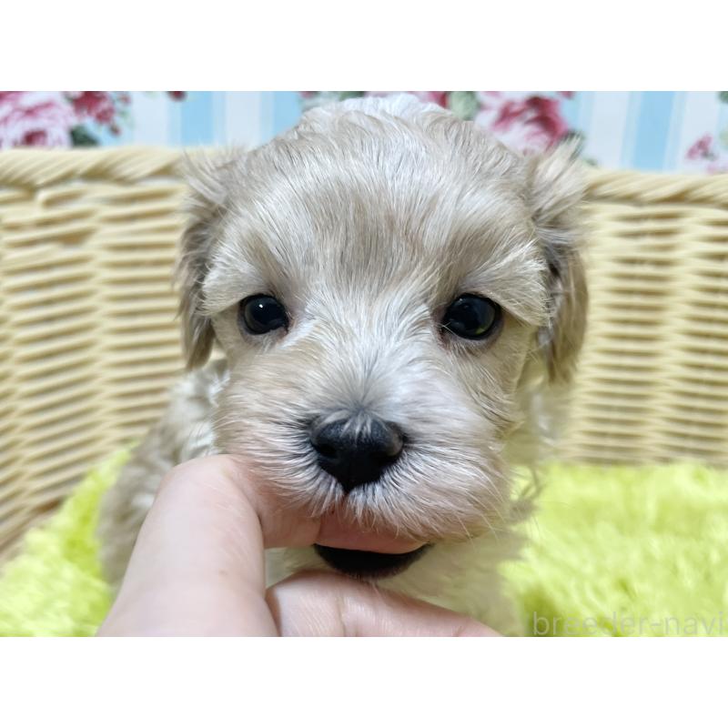 販売中の秋田県のマルプー:マルチーズ×トイプードル-439355の4枚目