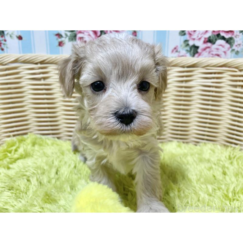 販売中の秋田県のマルプー:マルチーズ×トイプードル-439355の2枚目