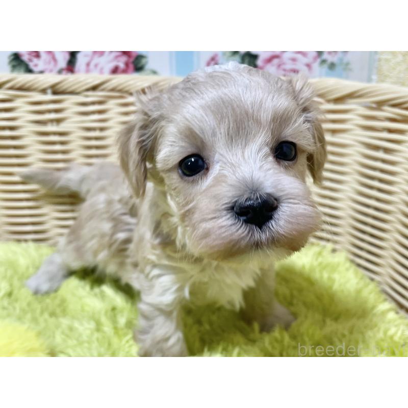 販売中の秋田県のマルプー:マルチーズ×トイプードル-439355