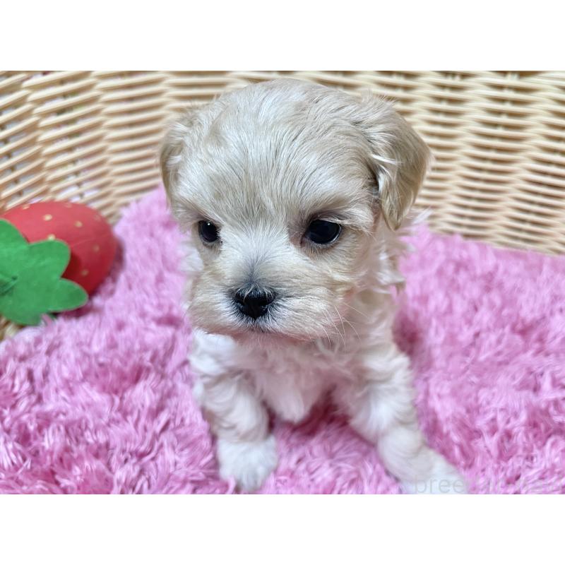 販売中の秋田県のマルプー:マルチーズ×トイプードル-439320の13枚目